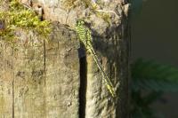 Gomphus pulchellus