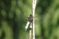 Libellula fulva