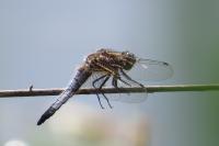 Orthetrum cancellatum