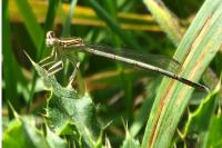 Platycnemis pennipes