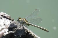 Gomphus pulchellus