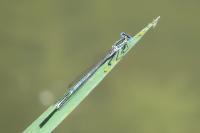 Platycnemis pennipes