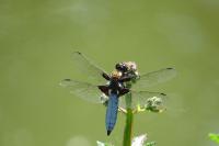 Libellula depressa