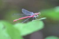 Pyrrhosoma nymphula