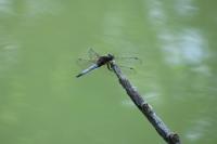 Orthetrum cancellatum