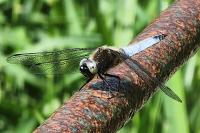 Libellula fulva