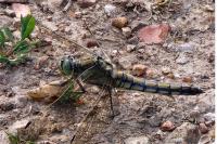 Sympetrum fonscolombii
