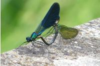 Calopteryx splendens
