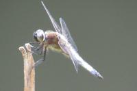 Libellula fulva