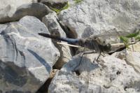 Orthetrum cancellatum