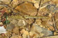 Sympetrum sanguineum
