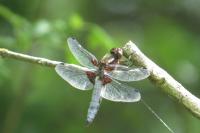Libellula depressa