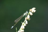 Ischnura elegans