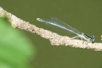 Platycnemis pennipes