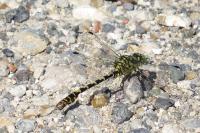 Onychogomphus forcipatus