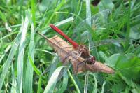 Sympetrum sanguineum
