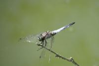 Orthetrum cancellatum