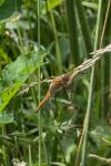 Libellula fulva