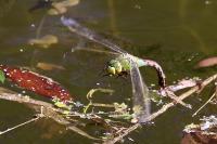 Anax imperator