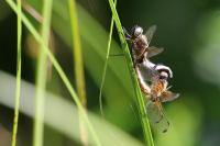 Libellula fulva