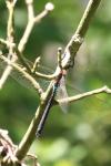 Anax parthenope