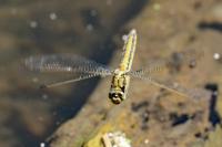 Orthetrum cancellatum