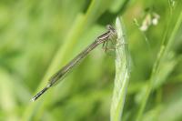 Platycnemis pennipes