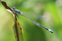 Ischnura elegans