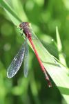 Pyrrhosoma nymphula