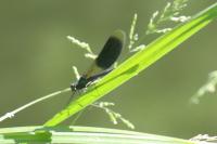 Calopteryx splendens