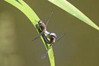 Libellula fulva