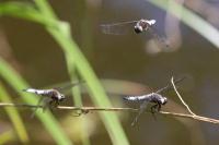 Libellula fulva
