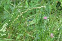 Coenagrion puella
