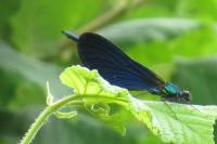 Calopteryx virgo
