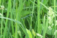 Coenagrion mercuriale