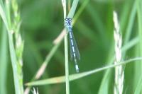 Coenagrion puella