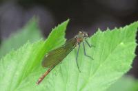Calopteryx splendens