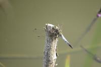 Orthetrum cancellatum