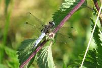 Libellula fulva