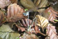 Platycnemis pennipes