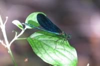 Calopteryx virgo