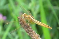 Crocothemis erythraea