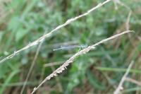 Platycnemis pennipes