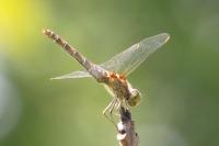 Sympetrum striolatum