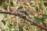 Orthetrum cancellatum
