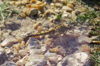 Orthetrum cancellatum