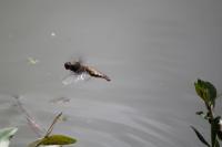 Libellula depressa