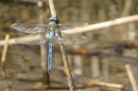 Anax imperator