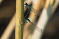 Ischnura elegans
