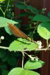 Calopteryx virgo